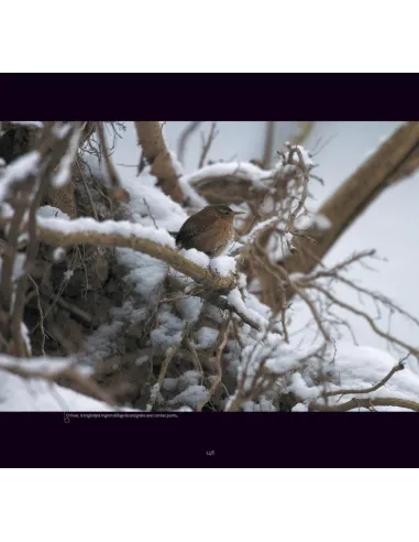 L'Allier, rivière à plumes