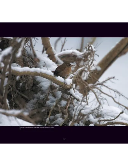L'Allier, rivière à plumes