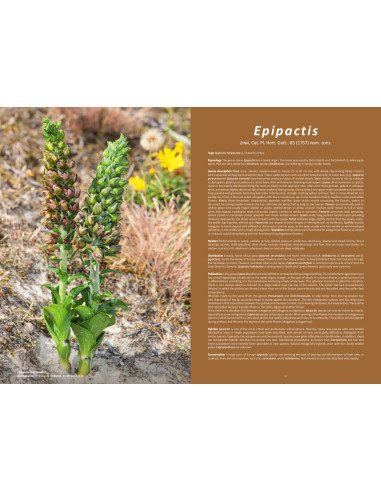 Orchids of Europe, North Africa and the Middle East