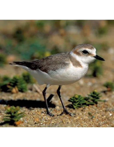 Dunes d'Armorique - De la Vendée au Cotentin : faune, flore et itinéraires