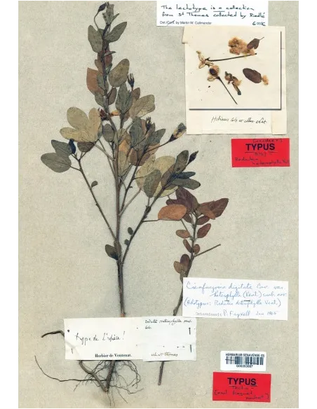 The Redouté brothers - Master of scientific illustration in Paris