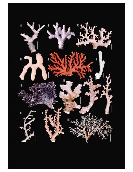 Tropical Deep-Sea Benthos volume 34 - Deep-Sea Chirostylids and Stylasterids from South-West Indian Ocean