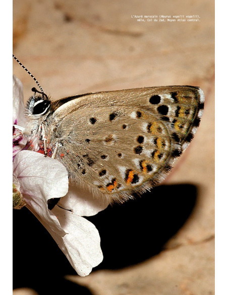 Les Papillons de jour du Maroc - Guide d’identification et de bio-indication