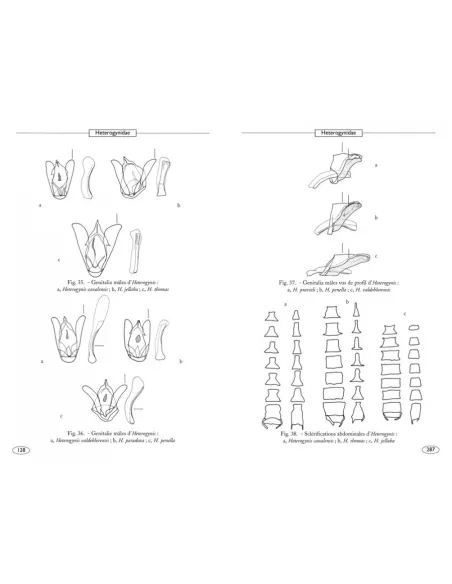 Papillons de nuit d'Europe - Volume 1 : Bombyx, Sphinx, Ecailles