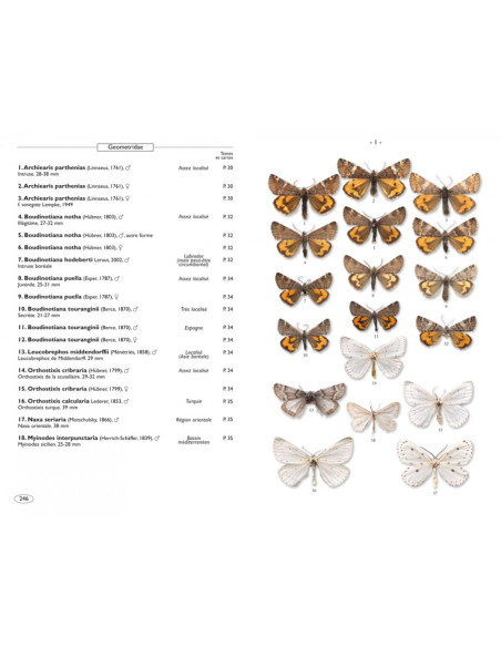 Papillons de nuit d'Europe - Volume 2