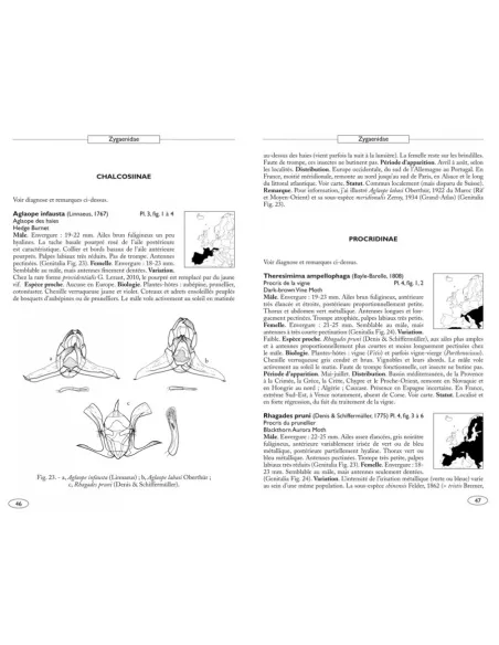 Papillons de nuit d'Europe - Volume 3