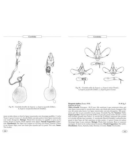 Papillons de nuit d'Europe - Volume 3