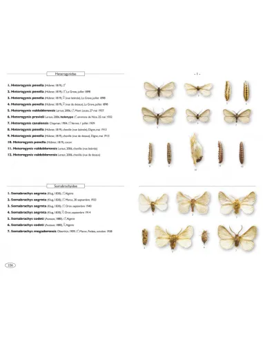 Papillons de nuit d'Europe, volume 8 - Microlépidoptères 2