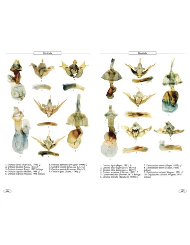 Papillons de nuit d'Europe, volume 6 : Noctuelles 2