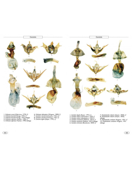 Papillons de nuit d'Europe, volume 6 : Noctuelles 2