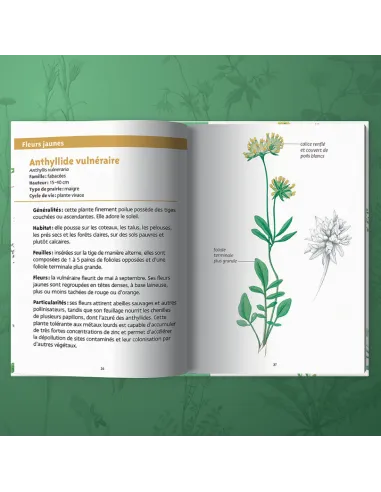 Les petits livres de la nature - Fleurs des prairies