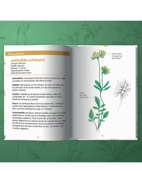 Les petits livres de la nature - Fleurs des prairies
