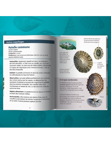 Les petits livres de la nature - Coquillages marins