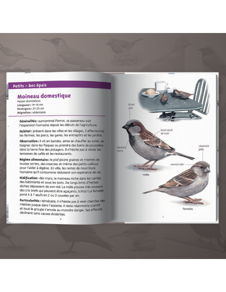 Les petits livres de la nature - Oiseaux des villes