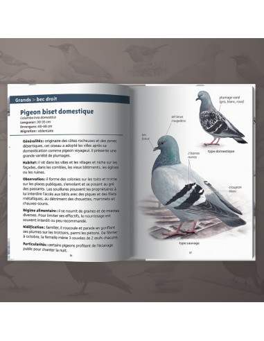Les petits livres de la nature - Oiseaux des villes