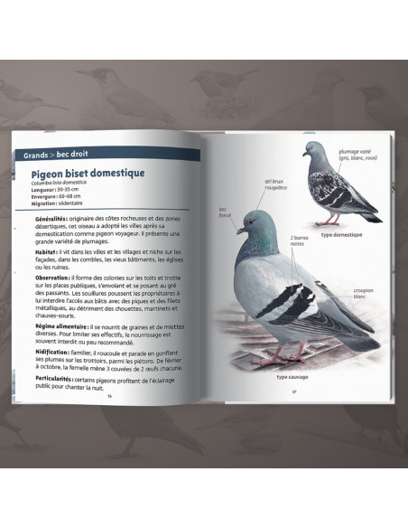 Les petits livres de la nature - Oiseaux des villes
