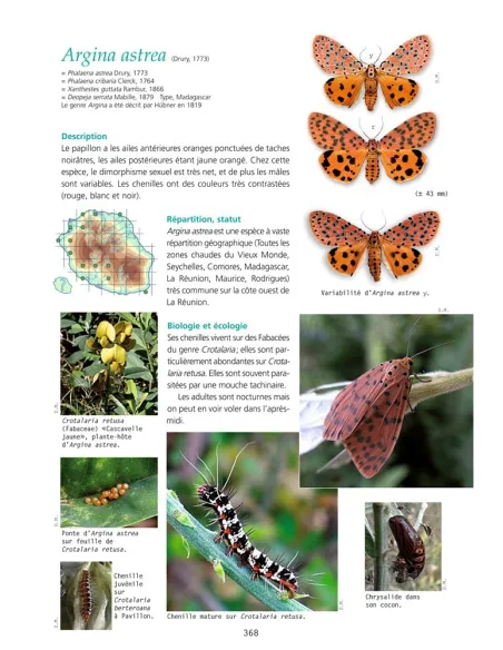 Les Papillons de La Réunion et leurs chenilles