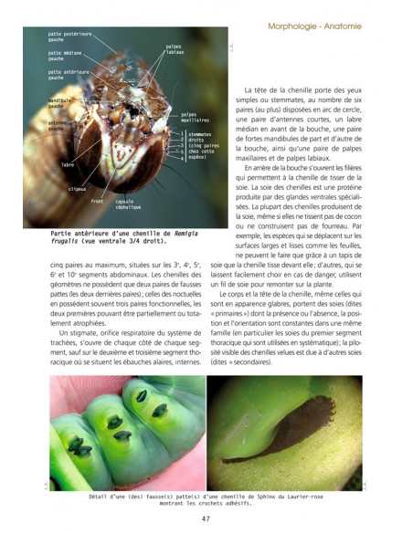 Les Papillons de La Réunion et leurs chenilles