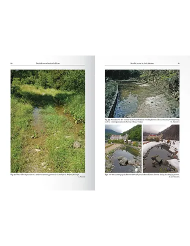 The Genus Ommatotriton