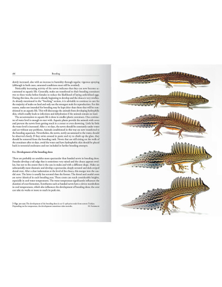 The Genus Ommatotriton