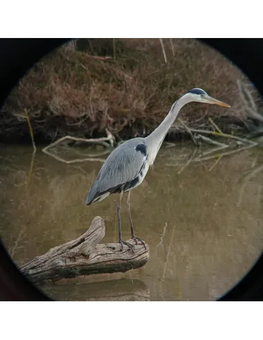 Héron cendré pris avec l'adaptateur universel digiscopie pour smartphone Kite Optics