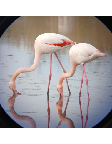 Adaptateur universel digiscopie pour smartphone Kite Optics