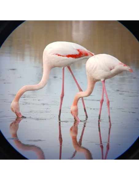 Adaptateur universel digiscopie pour smartphone Kite Optics