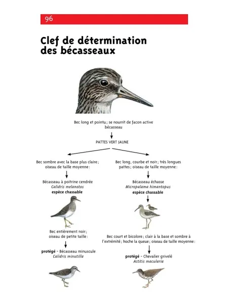 Faune des Antilles - Espèces soumises à règlementation