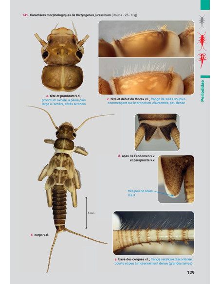 Les larves de plécoptères de France métropolitaine