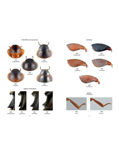 Clés des coléoptères aquatiques adultes de France métropolitaine T1