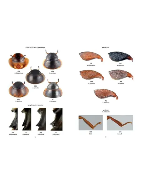 Clés des coléoptères aquatiques adultes de France métropolitaine T1