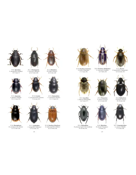 Clés des coléoptères aquatiques adultes de France métropolitaine T1