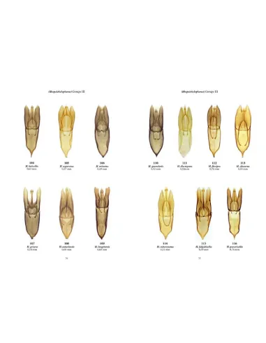 Clés des coléoptères aquatiques...