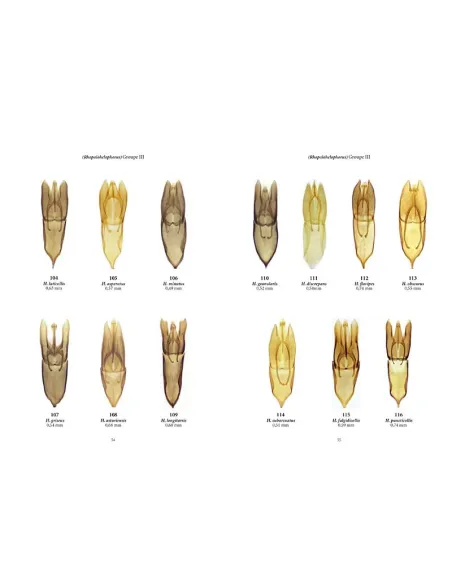 Clés des coléoptères aquatiques adultes de France métropolitaine T1