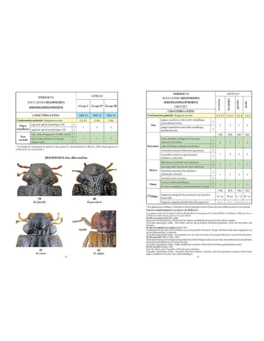 Clés des coléoptères aquatiques...