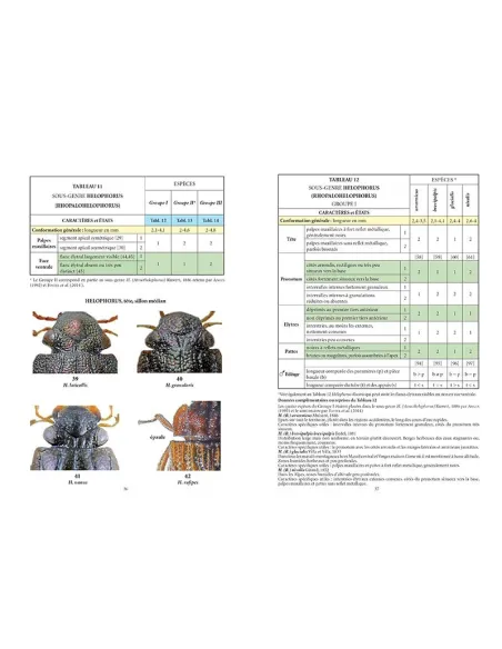 Clés des coléoptères aquatiques adultes de France métropolitaine T1