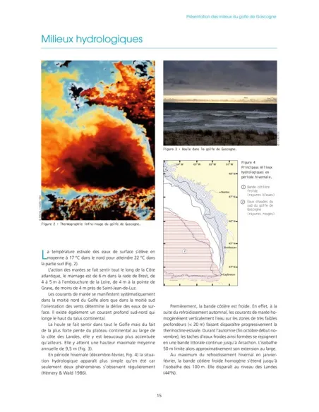 Oiseaux marins et cétacés du golfe de Gascogne