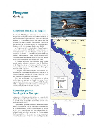 Oiseaux marins et cétacés du golfe de Gascogne