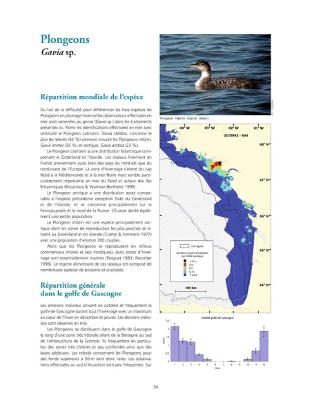 Oiseaux marins et cétacés du golfe de Gascogne