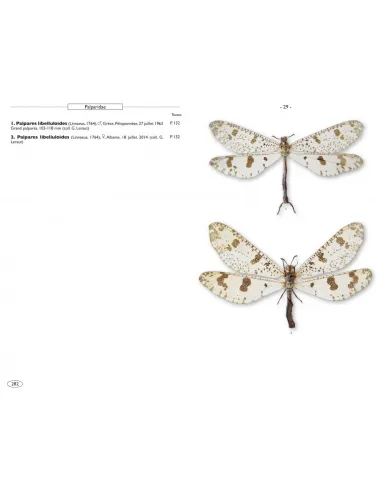 European Neuropteroids