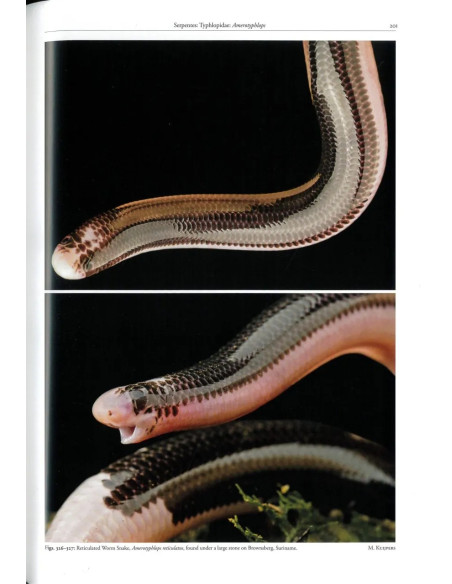 Reptiles of the Guianas – Guyana, Suriname and French Guiana