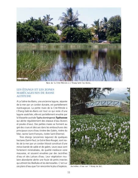 Les Libellules et éphémères de La Réunion