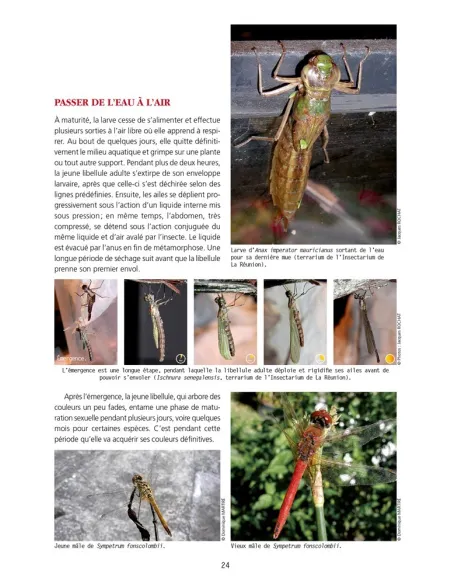 Les Libellules et éphémères de La Réunion