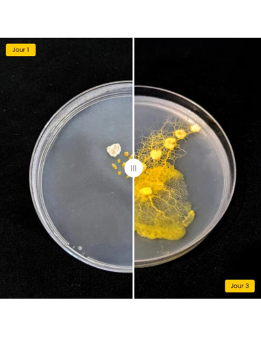 Coffret d'élevage de blob - La Blob Box