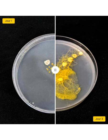 Coffret d'élevage de blob - La Blob Box
