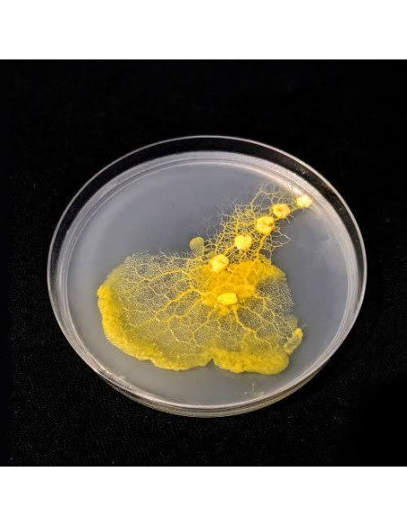 Coffret d'élevage de blob - La Blob Box