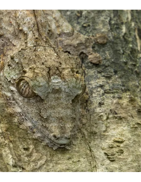 MADAGASCAR - The forest of our ancestors (English version)