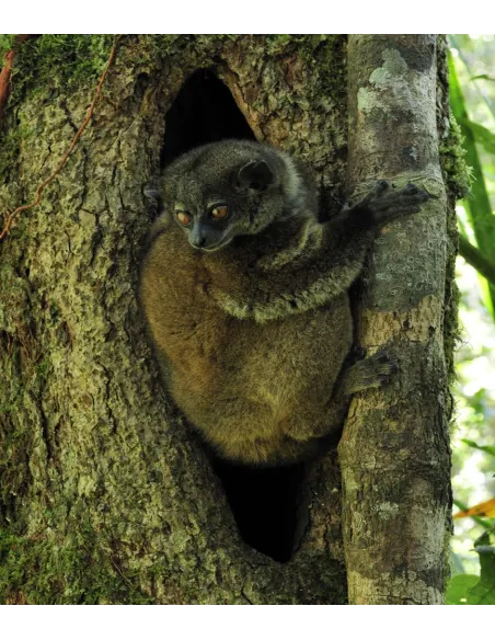 MADAGASCAR - The forest of our ancestors (English version)