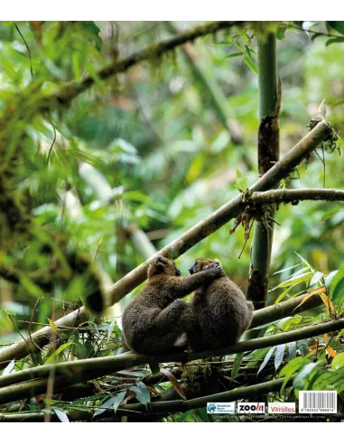 MADAGASCAR - The forest of our ancestors (English version)