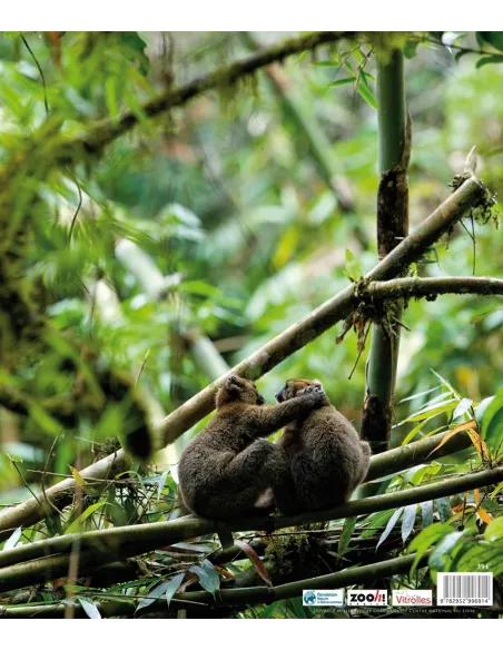 MADAGASCAR - The forest of our ancestors (English version)